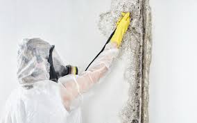 Why You Should Choose Our Mold Remediation Services in Peotone, IL